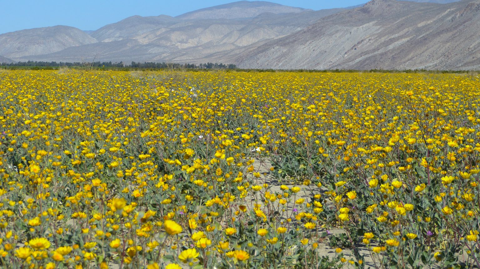 Flower Locations Anza Borrego Desert Wildflowers