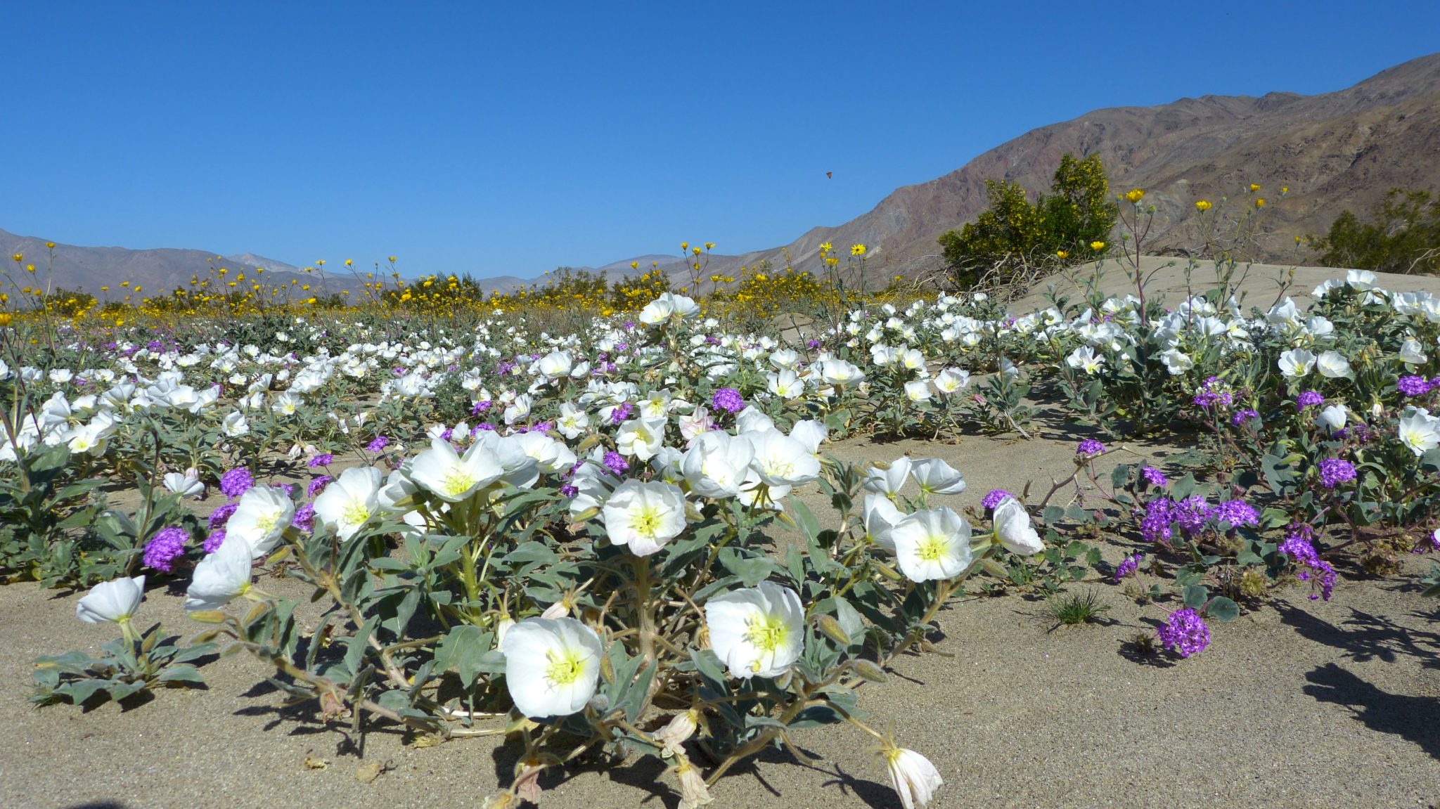 Flower locations Anza Borrego Desert Wildflowers
